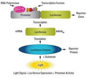 Luciferase报告基因系统