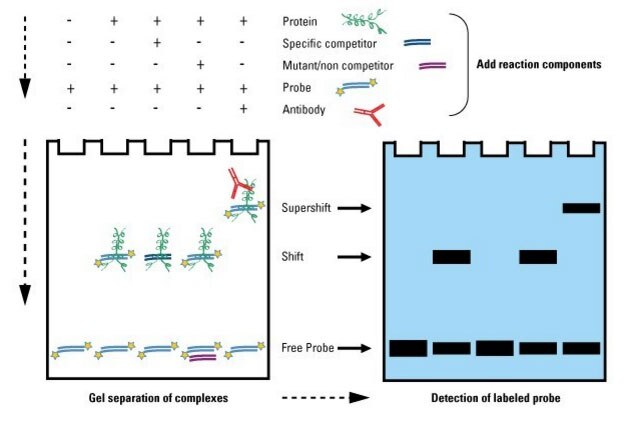 凝胶迁移或电泳迁移率实验（electrophoretic mobility shift assay，EMSA）