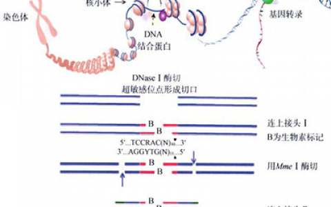 Dnase I超敏感位点的定位研究原理和方法 Youqi Biotech
