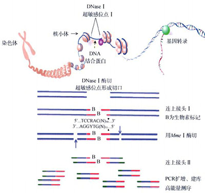 DNase I超敏感位点的定位研究原理和方法