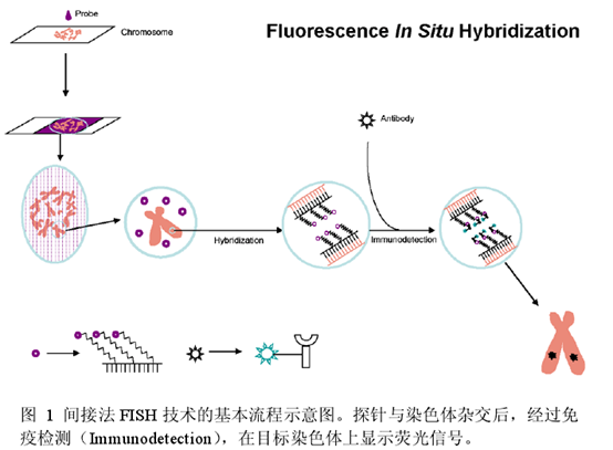 荧光原位杂交技术FISH
