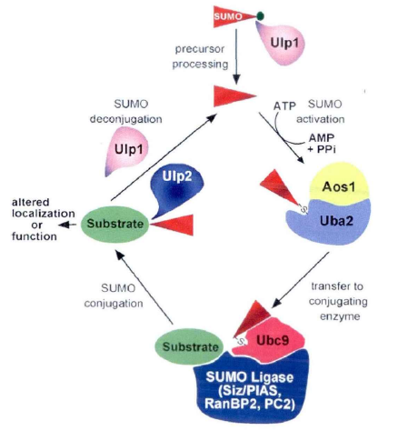SUMO化在蛋白翻译修饰中的作用和机制