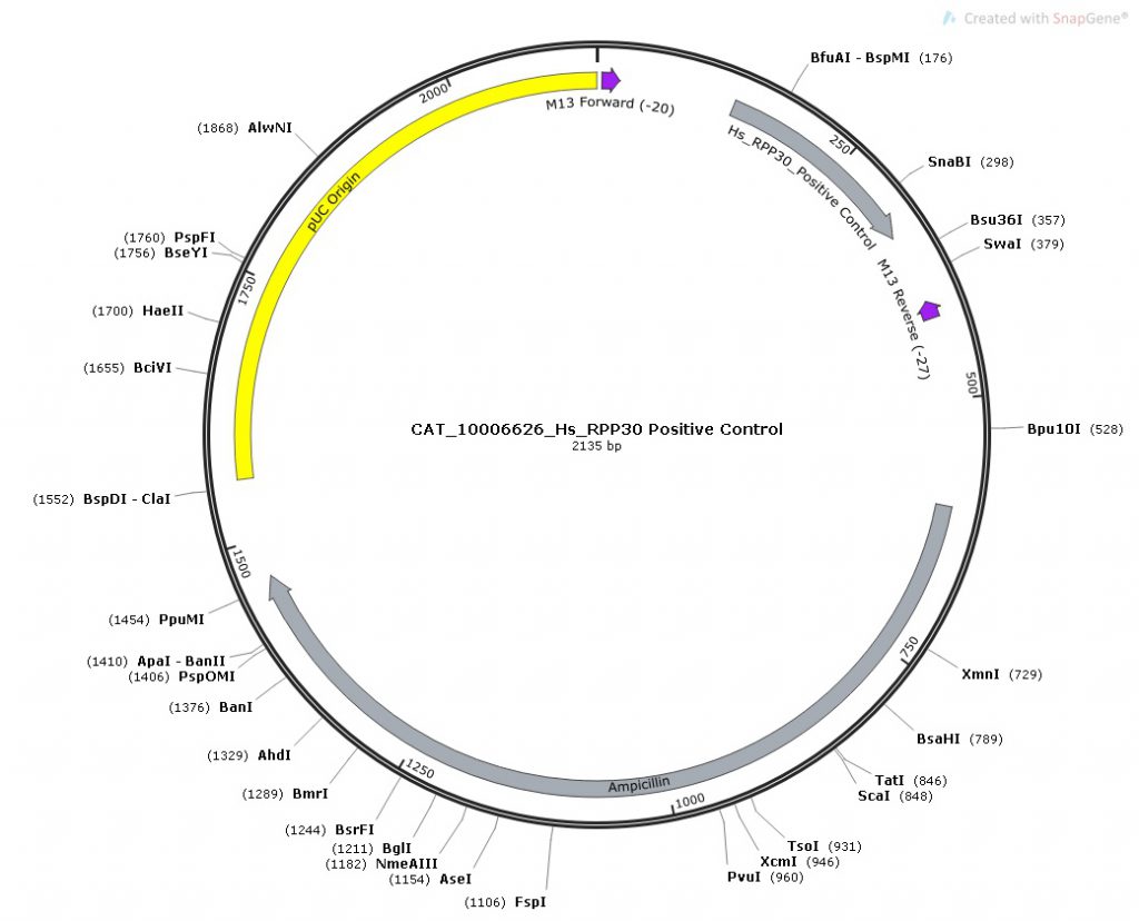 COVID19实时定量PCR检测序列和引物