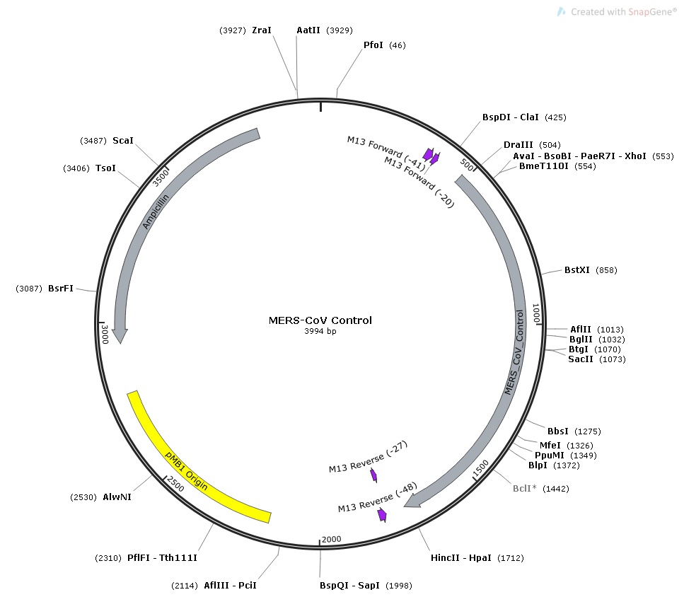 COVID19实时定量PCR检测序列和引物