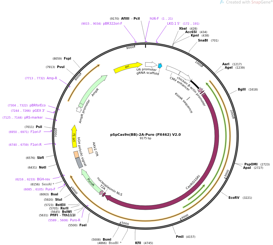 CRISPR Cas9:PX462 V2.0质粒