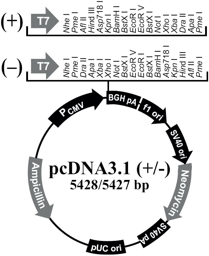pcDNA3.1(+/-)载体介绍和序列