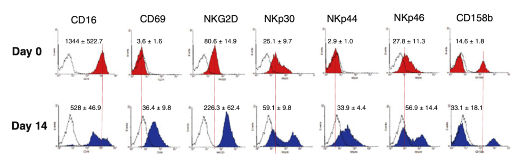 NK细胞：分离扩增NK细胞、形态鉴定、表面标志物技术