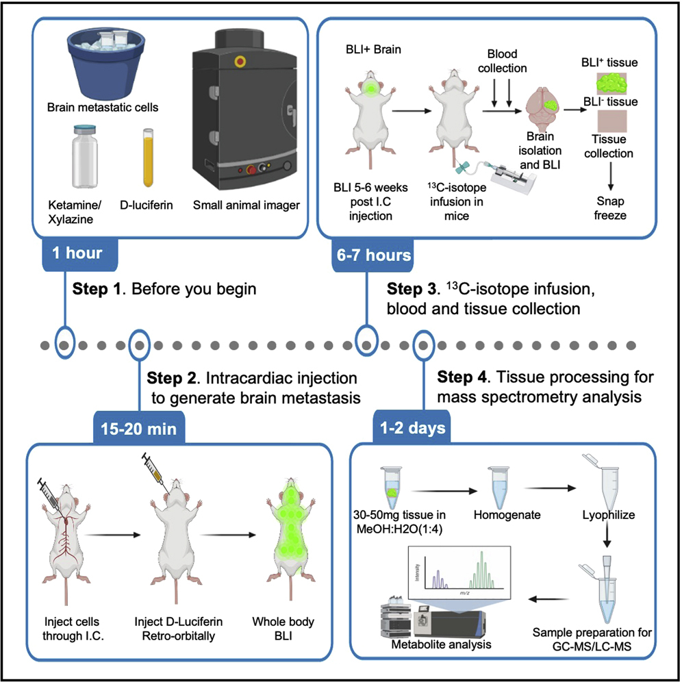 小鼠HER2+乳腺癌脑转移的稳定同位素追踪和稳态代谢组学的优化方案