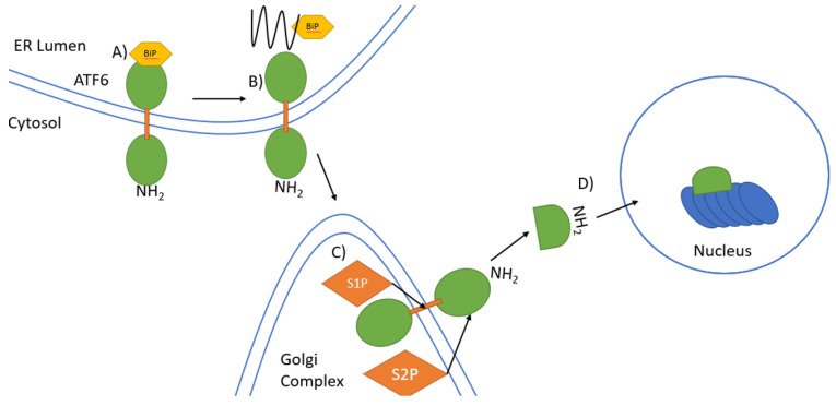 biology-10-00384-g003