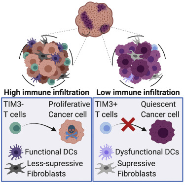 静止的癌细胞通过形成免疫抑制性微环境抵抗T细胞攻击