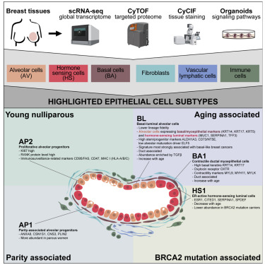 Developmental cell:整合单细胞蛋白质组学和转录组学的人类乳腺图谱-A human breast atlas integrating single-cell proteomics and transcriptomics
