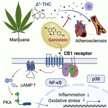 大麻素受体1拮抗剂genistein减轻了大麻引起的血管炎症