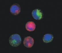 coculture-of-chemosensitive