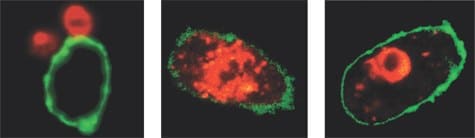 confocal-assay