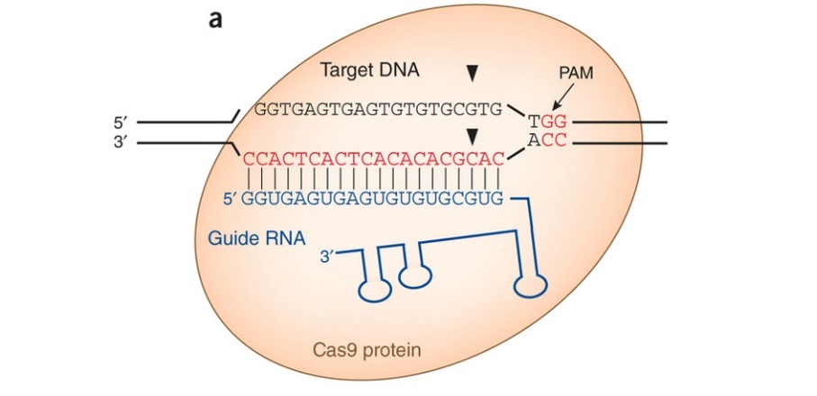 CRISPR PX330 sgRNA质粒克隆构建方法