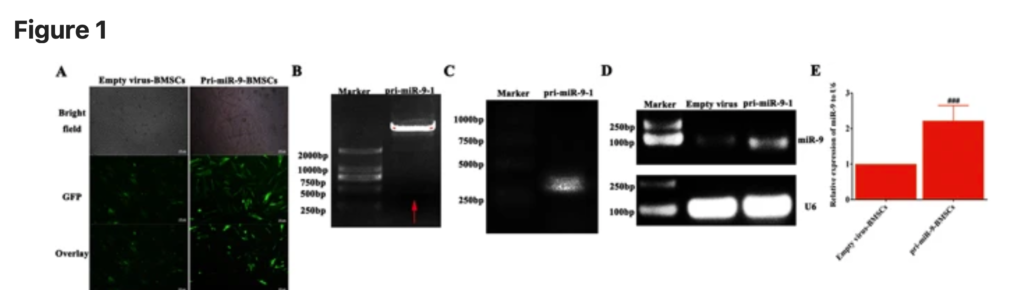 重复用图: MicroRNA-9 modified bone marrow-derived mesenchymal stem cells (BMSCs) repair severe acute pancreatitis (SAP) via inducing angiogenesis in rats