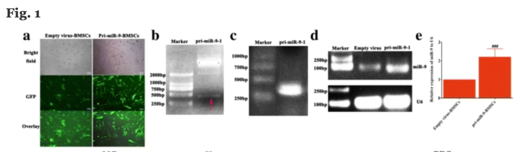 重复用图: MicroRNA-9 modified bone marrow-derived mesenchymal stem cells (BMSCs) repair severe acute pancreatitis (SAP) via inducing angiogenesis in rats