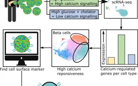 分析错误: Calcium-dependent transcriptional changes in human pancreatic islet cells reveal functional diversity in islet cell subtypes