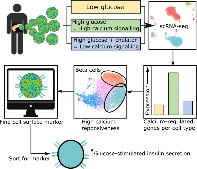 分析错误: Calcium-dependent transcriptional changes in human pancreatic islet cells reveal functional diversity in islet cell subtypes