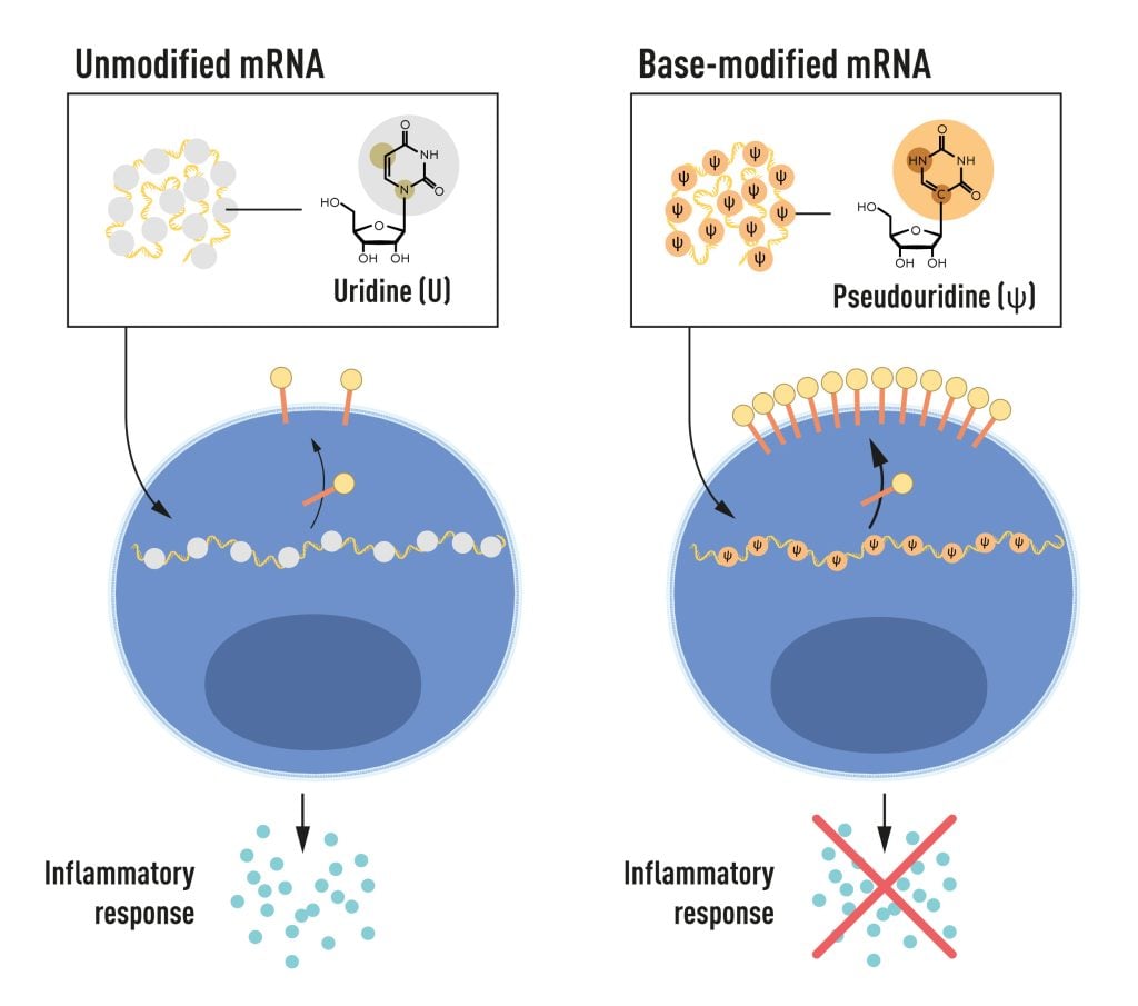 Illustration of the four different bases mRNA contains.