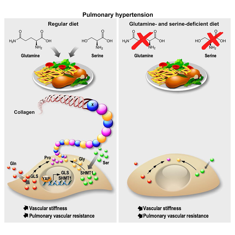 Cell Metabolism: 膳食摄入和谷氨酰胺-丝氨酸代谢控制病理性血管僵硬度