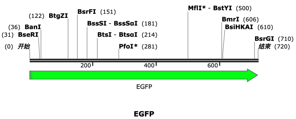 EGFP/GFP-Enhanced green fluorescent protein sequence序列