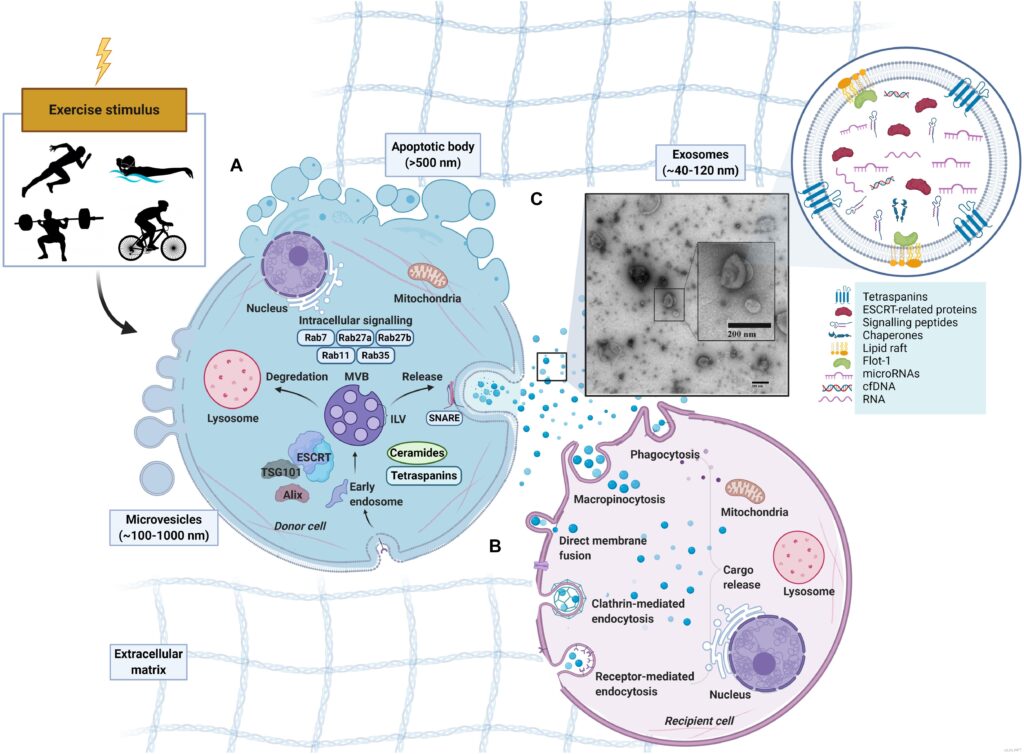 区分细胞外囊泡Extracellular Vesicles vs 外泌体Exosomes