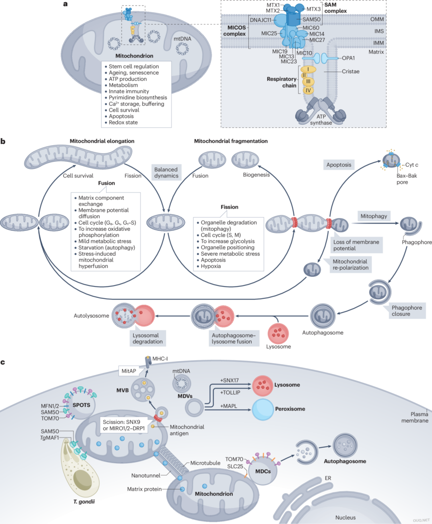 线粒体动力学的分子机制-Molecular mechanisms of mitochondrial dynamics