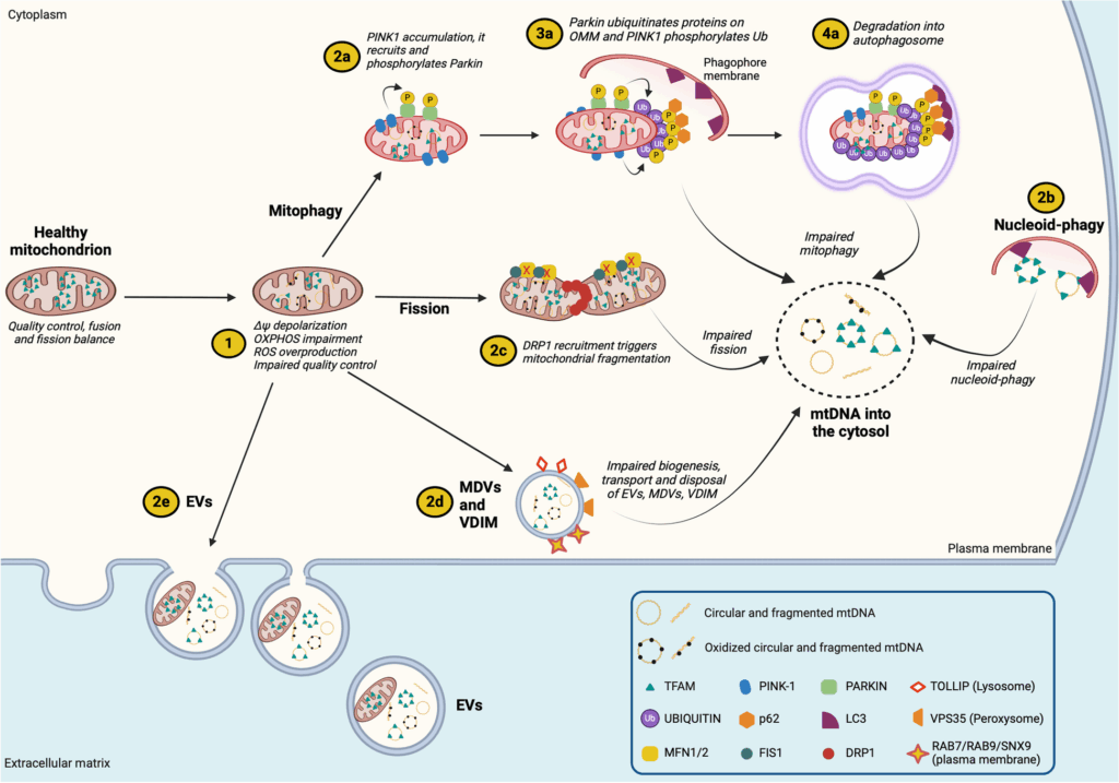 线粒体的起源和功能-Mitochondrial origin and functions