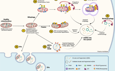 线粒体的起源和功能-Mitochondrial origin and functions