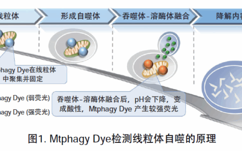 线粒体膜电位和检测（JC-1 染色）-mitochondrial membrane potential (∆Ψmt)