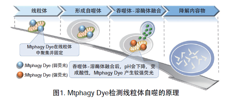 线粒体膜电位和检测（JC-1 染色）-mitochondrial membrane potential (∆Ψmt)