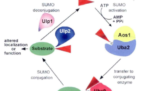 项目申请机制研究的套路-SUMO化A蛋白对B转录因子介导的C信号通路的调控
