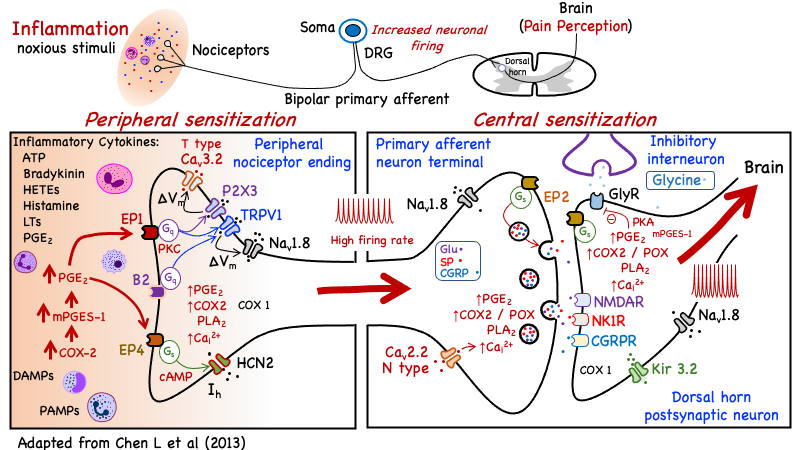 inflammpain
