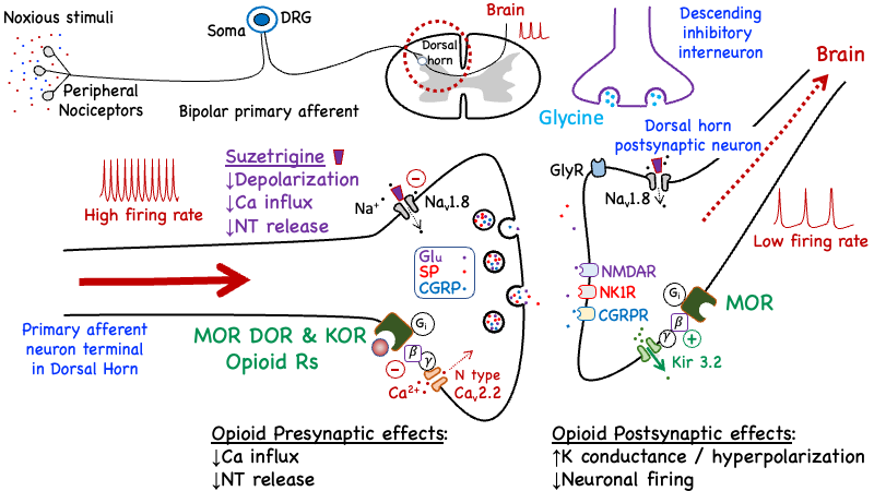 opioid_analgesia2