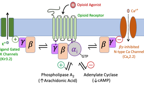 阿片类镇痛药的作用机制--Mechanisms Underlying Opioid Analgesia
