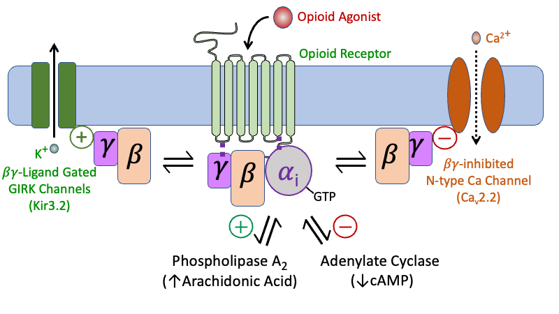 opioidst