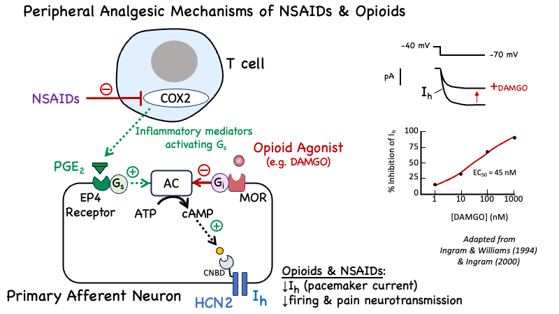 peripheralanalgesia